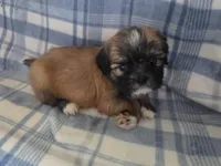 Koda , a male Lhasa Apso for sale in Canal Fulton, OH – Photo 3 of 4