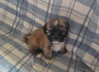 Koda , a male Lhasa Apso for sale in Canal Fulton, OH – Photo 2 of 4