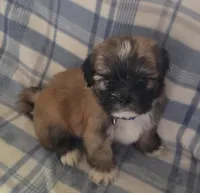 Koda , a male Lhasa Apso for sale in Canal Fulton, OH – Photo 1 of 4