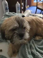 Koda , a male Lhasa Apso for sale in Canal Fulton, OH – 6 of 10