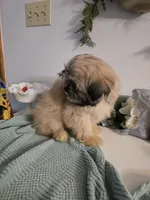 Kenai , a male Lhasa Apso for sale in Canal Fulton, OH – 3 of 10