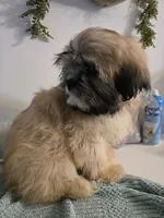 Kenai , a male Lhasa Apso for sale in Canal Fulton, OH – 5 of 10