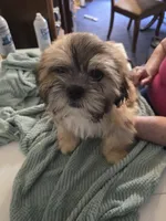 Koda , a male Lhasa Apso for sale in Canal Fulton, OH – 7 of 10