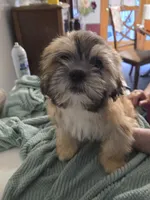 Koda , a male Lhasa Apso for sale in Canal Fulton, OH – 4 of 10