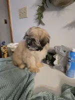 Kenai , a male Lhasa Apso for sale in Canal Fulton, OH – 6 of 10