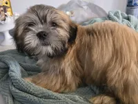 Koda , a male Lhasa Apso for sale in Canal Fulton, OH – 2 of 10