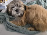 Koda , a male Lhasa Apso for sale in Canal Fulton, OH – 5 of 10