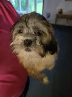 Lyla, a female Lhasa Apso for sale in Canal Fulton, OH – 2 of 5