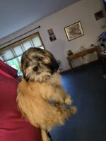 Lyla, a female Lhasa Apso for sale in Canal Fulton, OH – 3 of 5