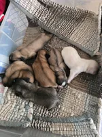 Kenai , a male Lhasa Apso for sale in Canal Fulton, OH – Photo 5 of 5