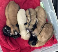 Kenai , a male Lhasa Apso for sale in Canal Fulton, OH – Photo 4 of 5