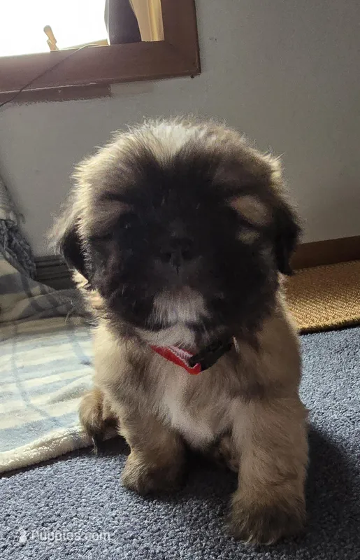 Kenai  – Lhasa Apso puppy for sale in Canal Fulton, OH