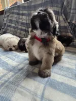 Kenai , a male Lhasa Apso for sale in Canal Fulton, OH – 3 of 4