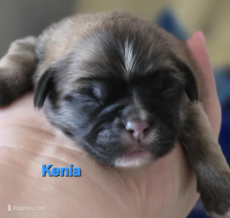 Kenai  – Lhasa Apso puppy for sale in Canal Fulton, OH