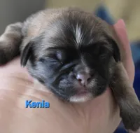 Kenai , a male Lhasa Apso for sale in Canal Fulton, OH – Photo 1 of 5
