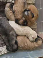 Kenai , a male Lhasa Apso for sale in Canal Fulton, OH – Photo 2 of 5