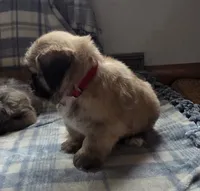Kenai , a male Lhasa Apso for sale in Canal Fulton, OH – 4 of 4