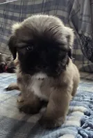 Kenai , a male Lhasa Apso for sale in Canal Fulton, OH – 2 of 4