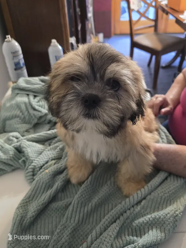 Koda  – Lhasa Apso puppy for sale in Canal Fulton, OH