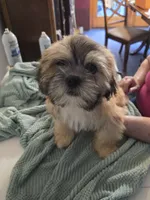Koda , a male Lhasa Apso for sale in Canal Fulton, OH – 1 of 10