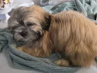 Koda , a male Lhasa Apso for sale in Canal Fulton, OH – 3 of 10