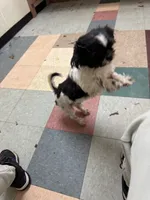 Benji, a male Shih Tzu for sale in Hickory, NC – 2 of 4