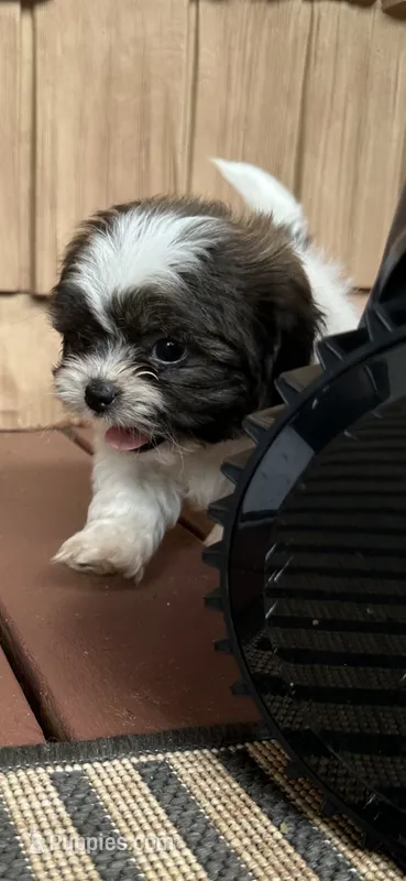 Zoe – Shih Tzu puppy for sale in Hickory, NC