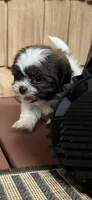 Zoe, a female Shih Tzu for sale in Hickory, NC – 1 of 4