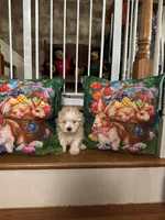 Martin, a male Maltese for sale in Hickory, NC – Photo 3 of 3