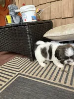 Zoe, a female Shih Tzu for sale in Hickory, NC – 3 of 4