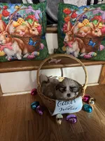 Kelsey, a female Shih Tzu for sale in Hickory, NC – Photo 2 of 4