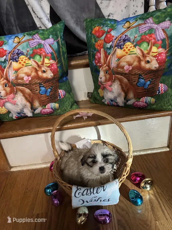 Kelsey – Shih Tzu puppy for sale in Hickory, NC