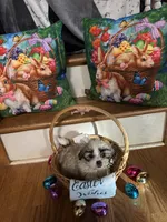 Kelsey, a female Shih Tzu for sale in Hickory, NC – Photo 1 of 4