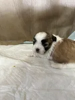 Maizlee, a female Shih Tzu for sale in Hickory, NC – Photo 2 of 4