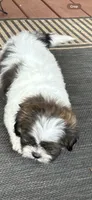 Zoe, a female Shih Tzu for sale in Hickory, NC – 4 of 4