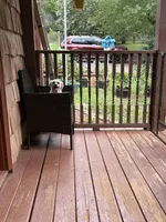 Diamond, a male Maltese for sale in Hickory, NC – 5 of 6