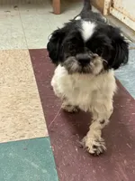 Benji, a male Shih Tzu for sale in Hickory, NC – 3 of 4