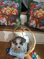 Maizelee, a female Shih Tzu for sale in Hickory, NC – Photo 5 of 5