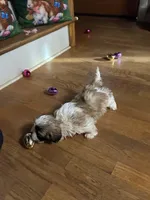 Maizelee, a female Shih Tzu for sale in Hickory, NC – Photo 3 of 5