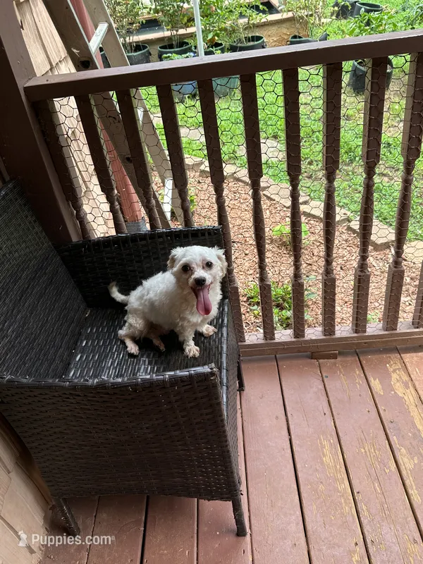 Diamond – Maltese puppy for sale in Hickory, NC