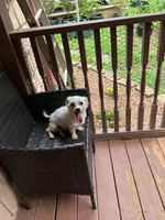 Diamond, a male Maltese for sale in Hickory, NC – 1 of 6