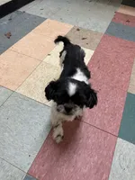 Benji, a male Shih Tzu for sale in Hickory, NC – 5 of 5