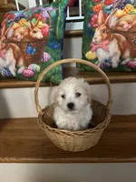 Muprh, a male Maltese for sale in Hickory, NC – Photo 1 of 3
