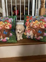 Muprh, a male Maltese for sale in Hickory, NC – Photo 3 of 3