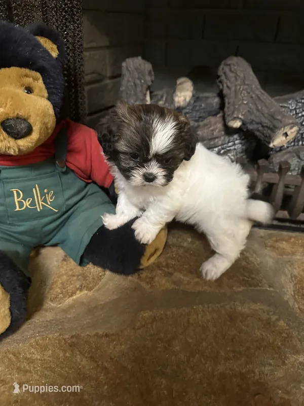 Marley – Shih Tzu puppy for sale in Hickory, NC