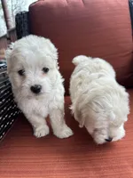 Murph, a male Maltese for sale in Hickory, NC – Photo 3 of 4