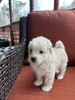 Murph, a male Maltese for sale in Hickory, NC – Photo 1 of 4