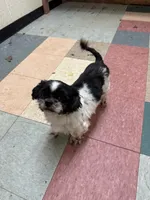 Benji, a male Shih Tzu for sale in Hickory, NC – 3 of 5