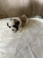 Kelsey, a female Shih Tzu for sale in Hickory, NC – Photo 3 of 4