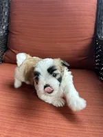 Maizlee , a female Shih Tzu for sale in Hickory, NC – Photo 1 of 4